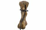 Hadrosaur (Brachylophosaurus?) Metatarsal with Stand - Montana #304825-2